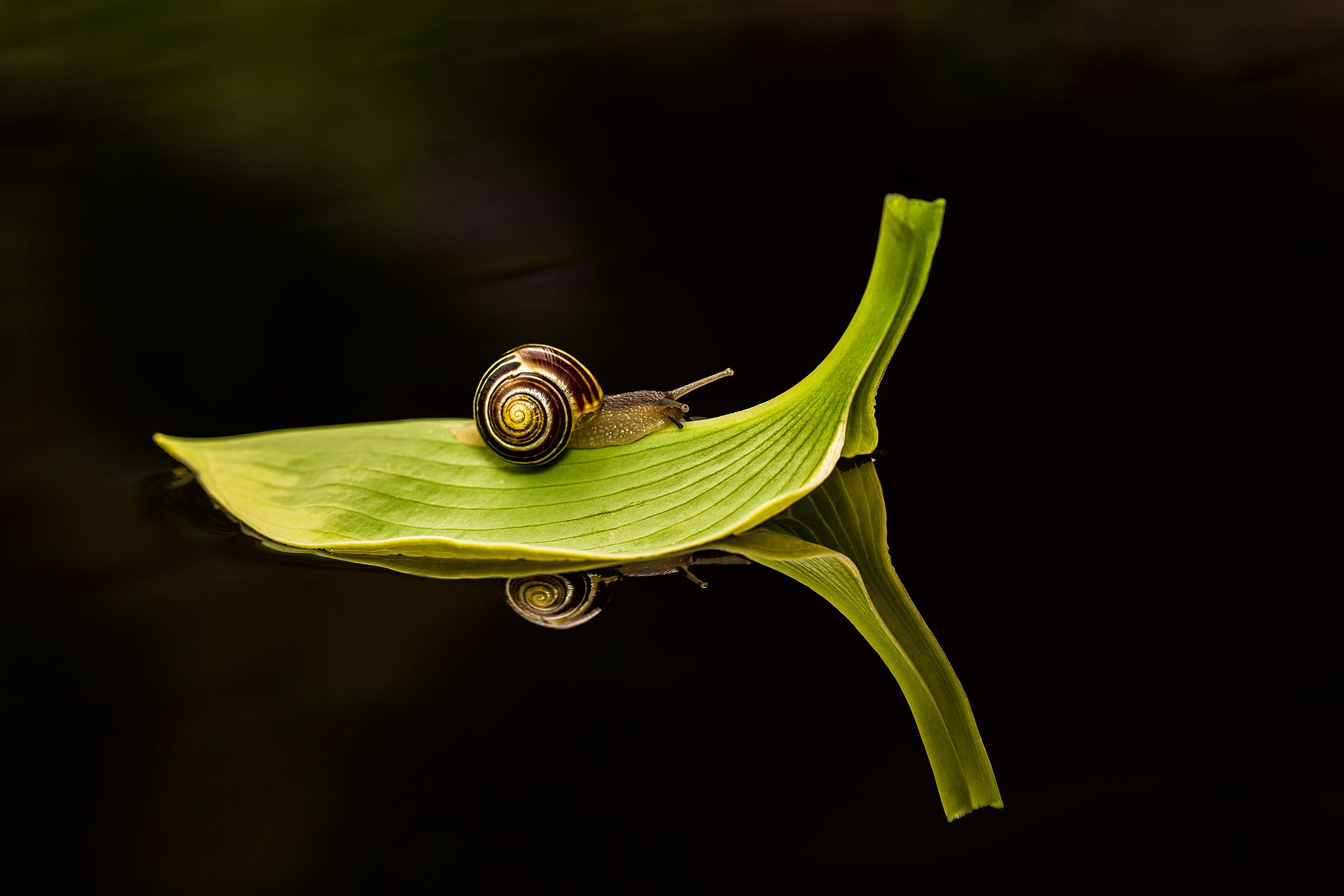 macro acqua scura lumaca percorso foglia verde riflessione