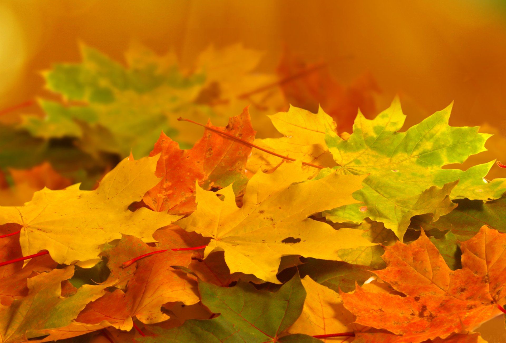 herbst blätter gelb orange grün natur makro