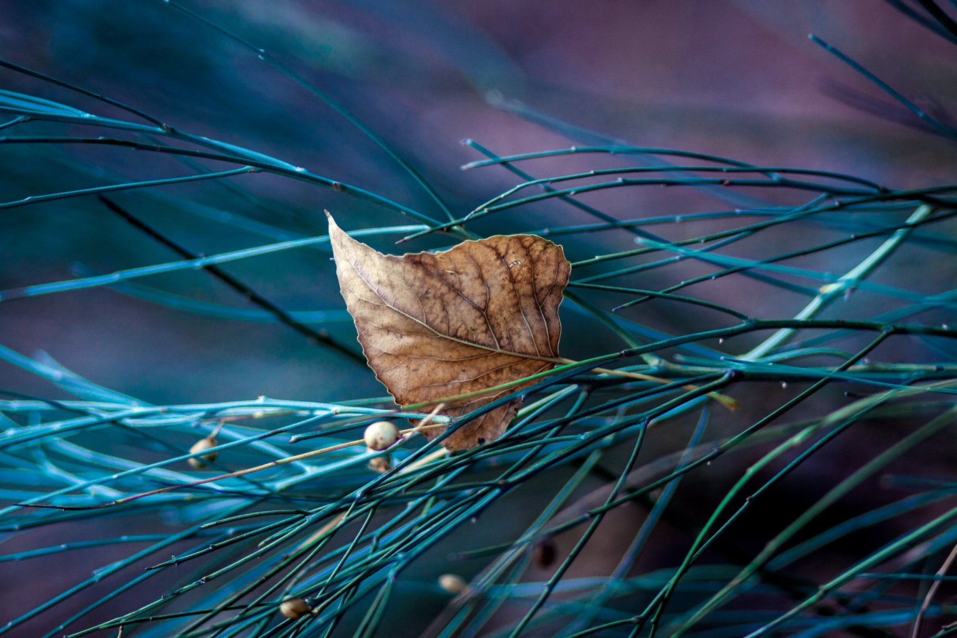 feuille branche macro