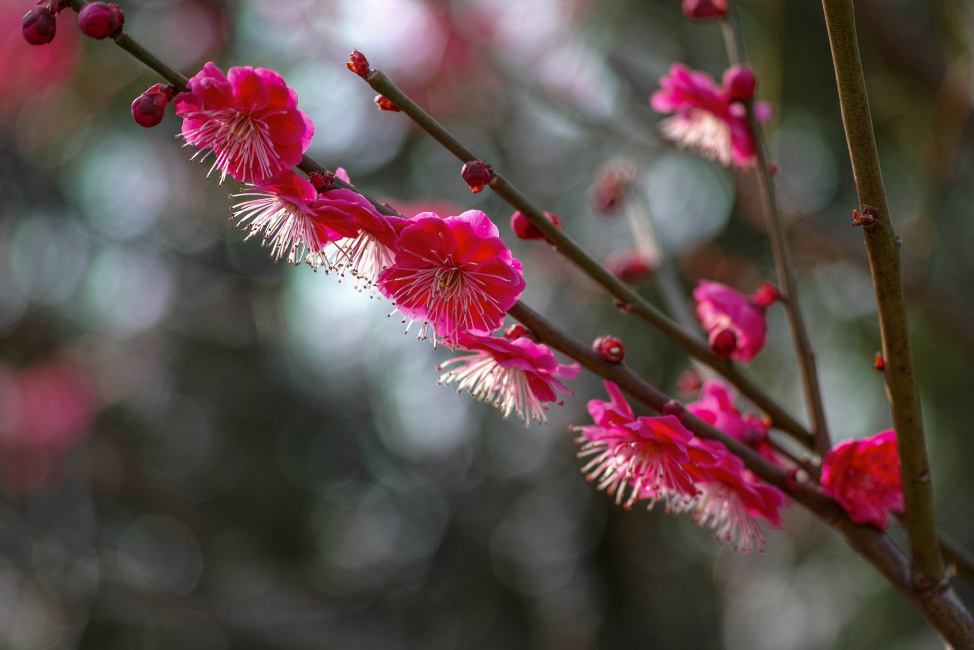 arbre branches prune framboise fleurs floraison pétales éblouissement macro flou