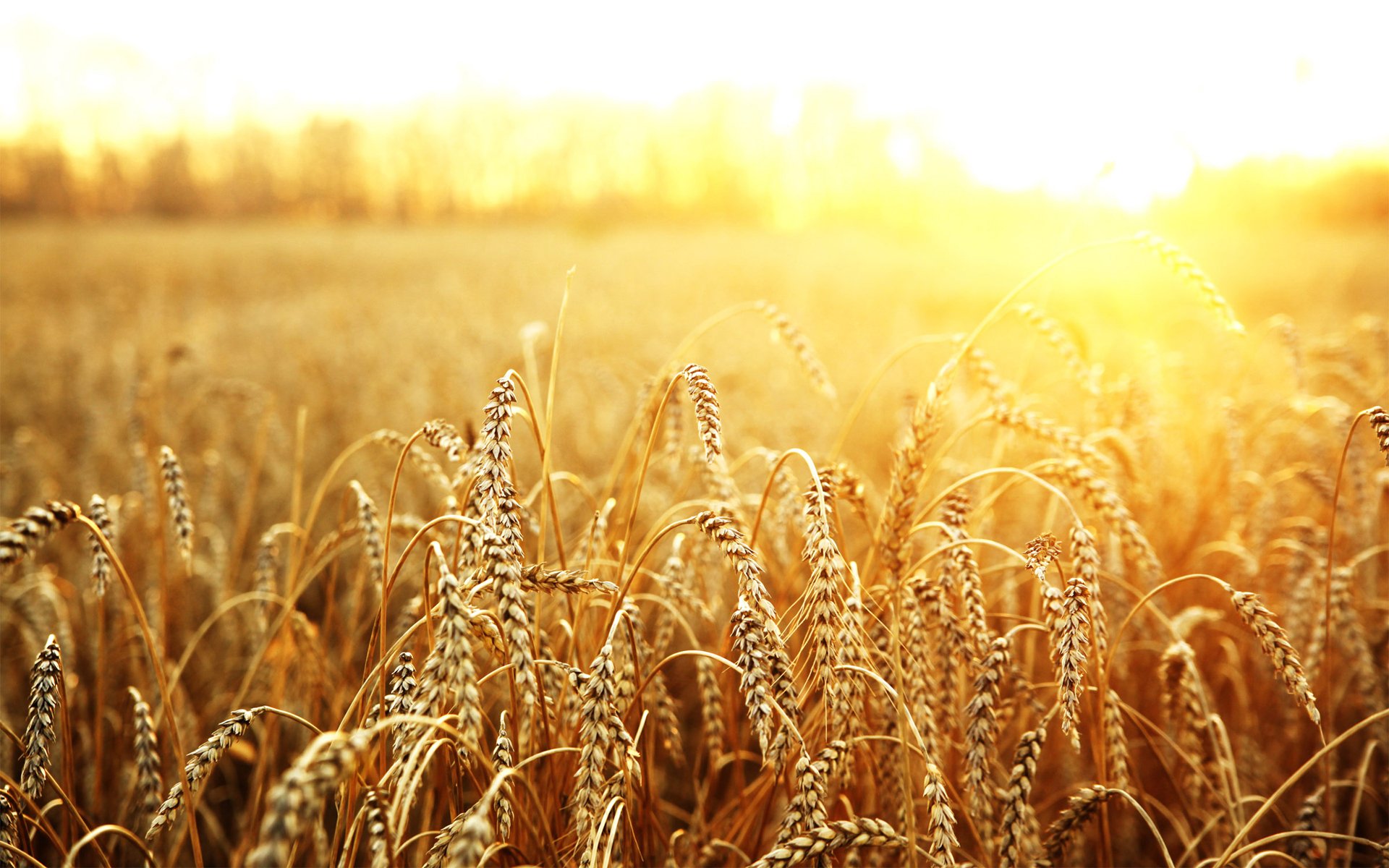 macro campo grano sole