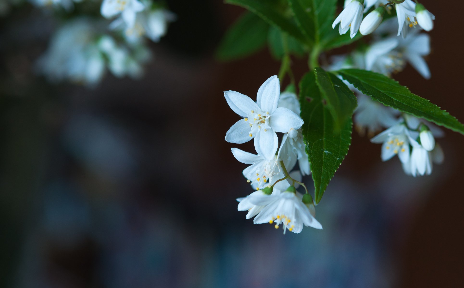 close up flower bloom leaves blur