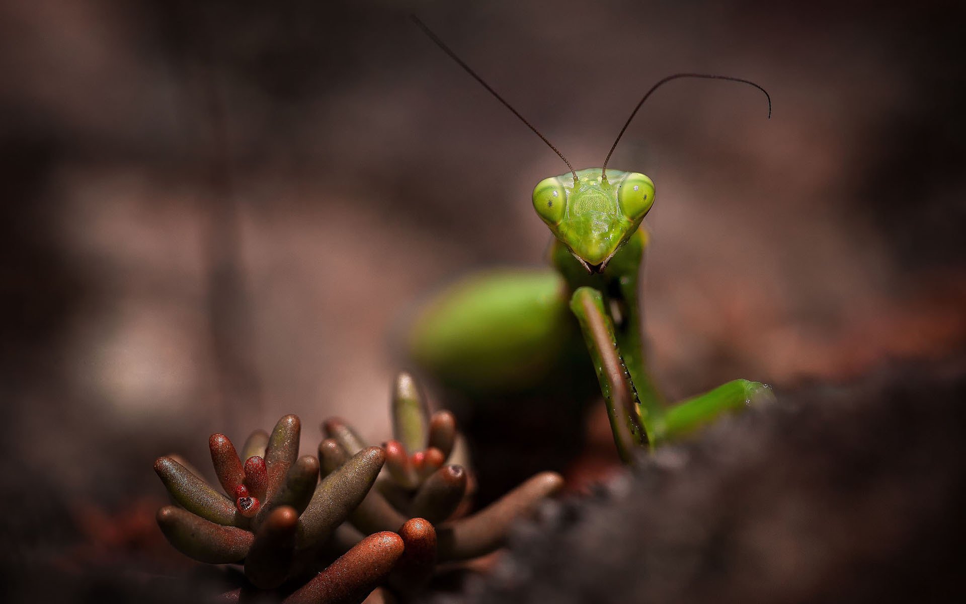 mante insecte gros plan plante vert