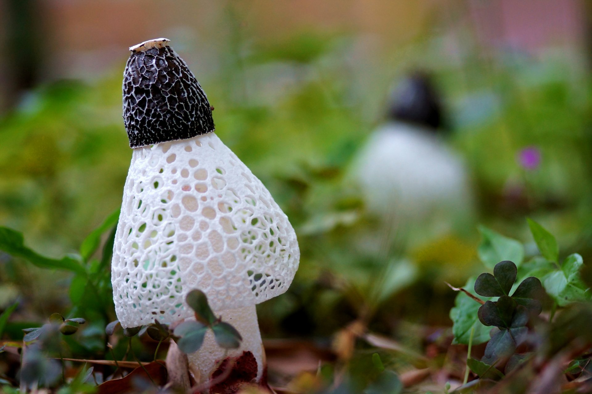 close up mushrooms grass leaves clover white net cell