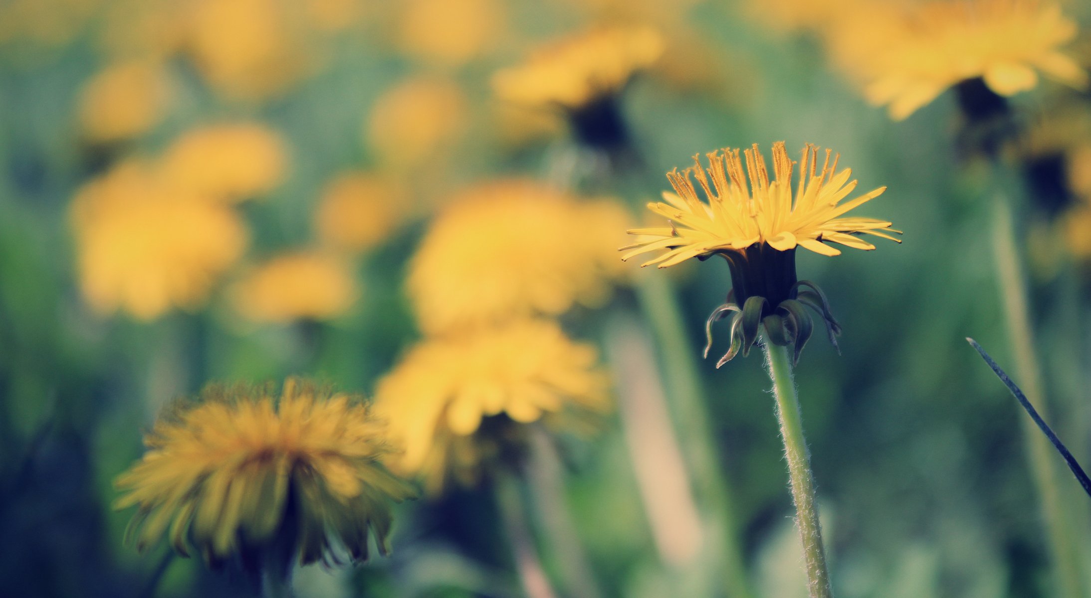 gros plan pissenlit printemps jour chaleur lumière soleil herbe jaune vert