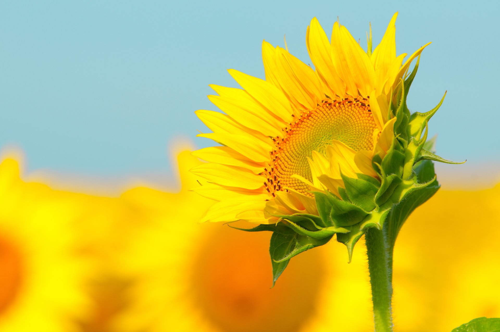 tournesol tige bokeh