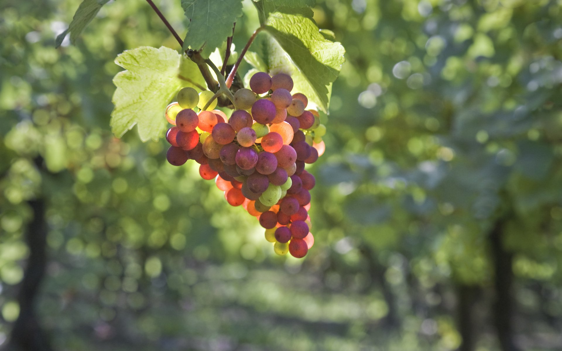 grapes bunch of berry leave