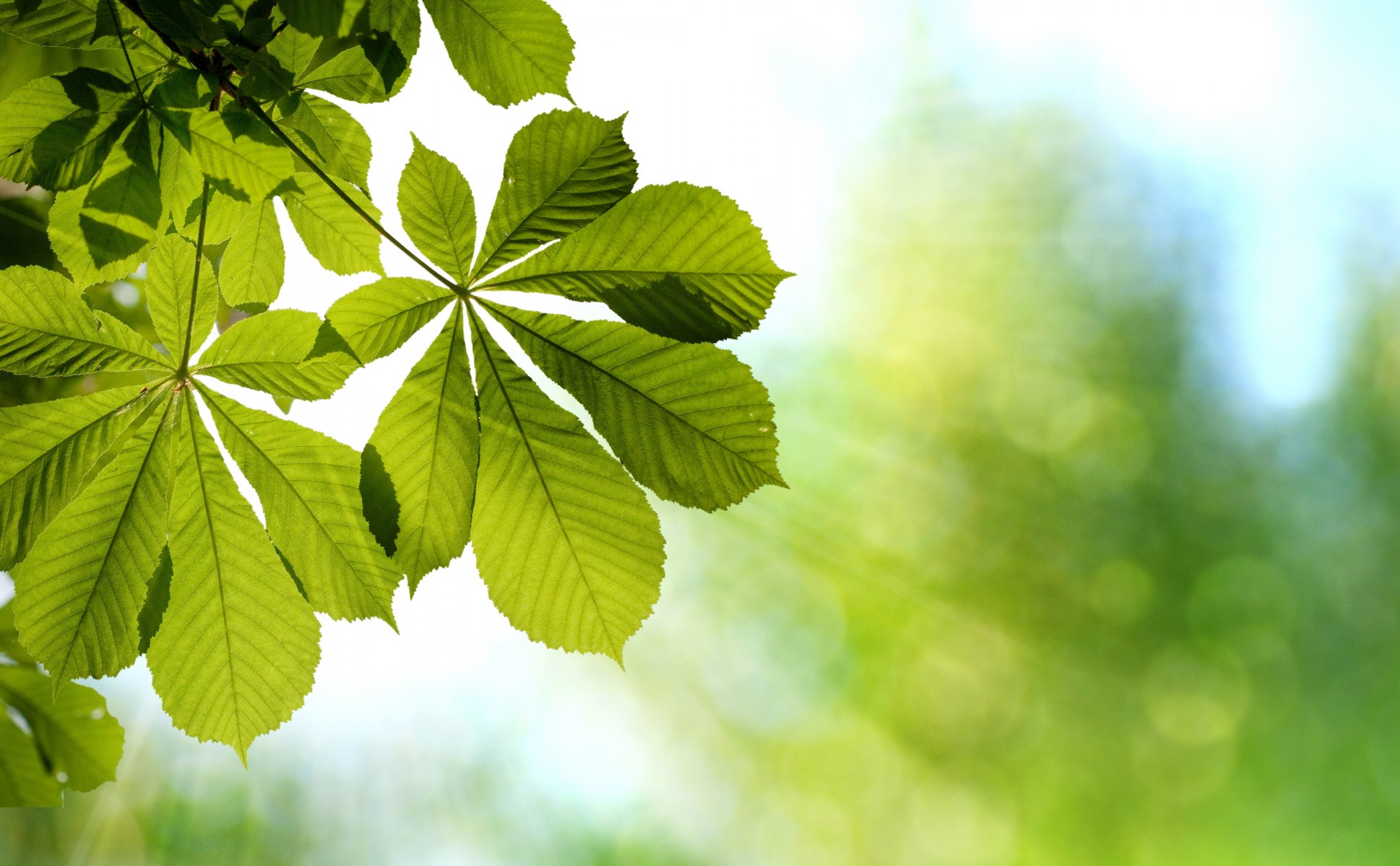 leaves green branch brown light bokeh