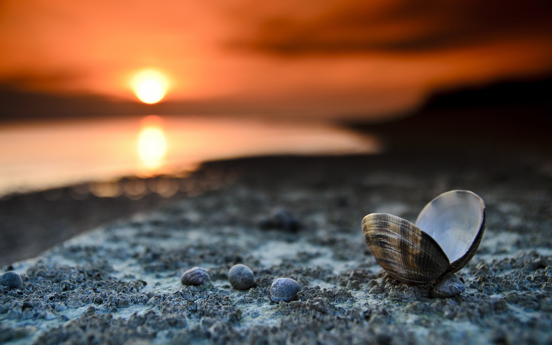 ufer muscheln sonnenuntergang landschaft makro