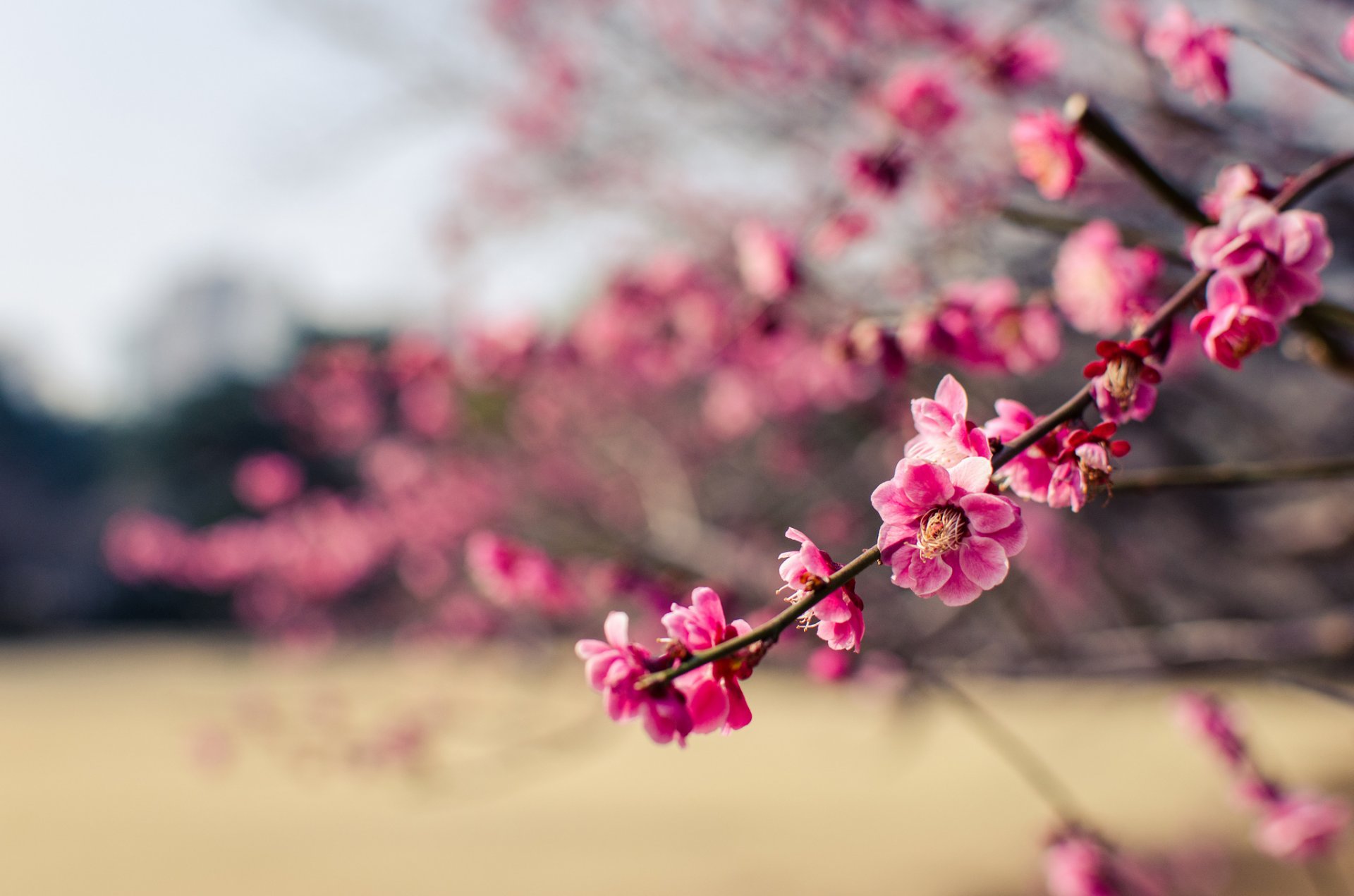 japonia park śliwka drzewo gałęzie kwiaty różowe płatki makro rozmycie