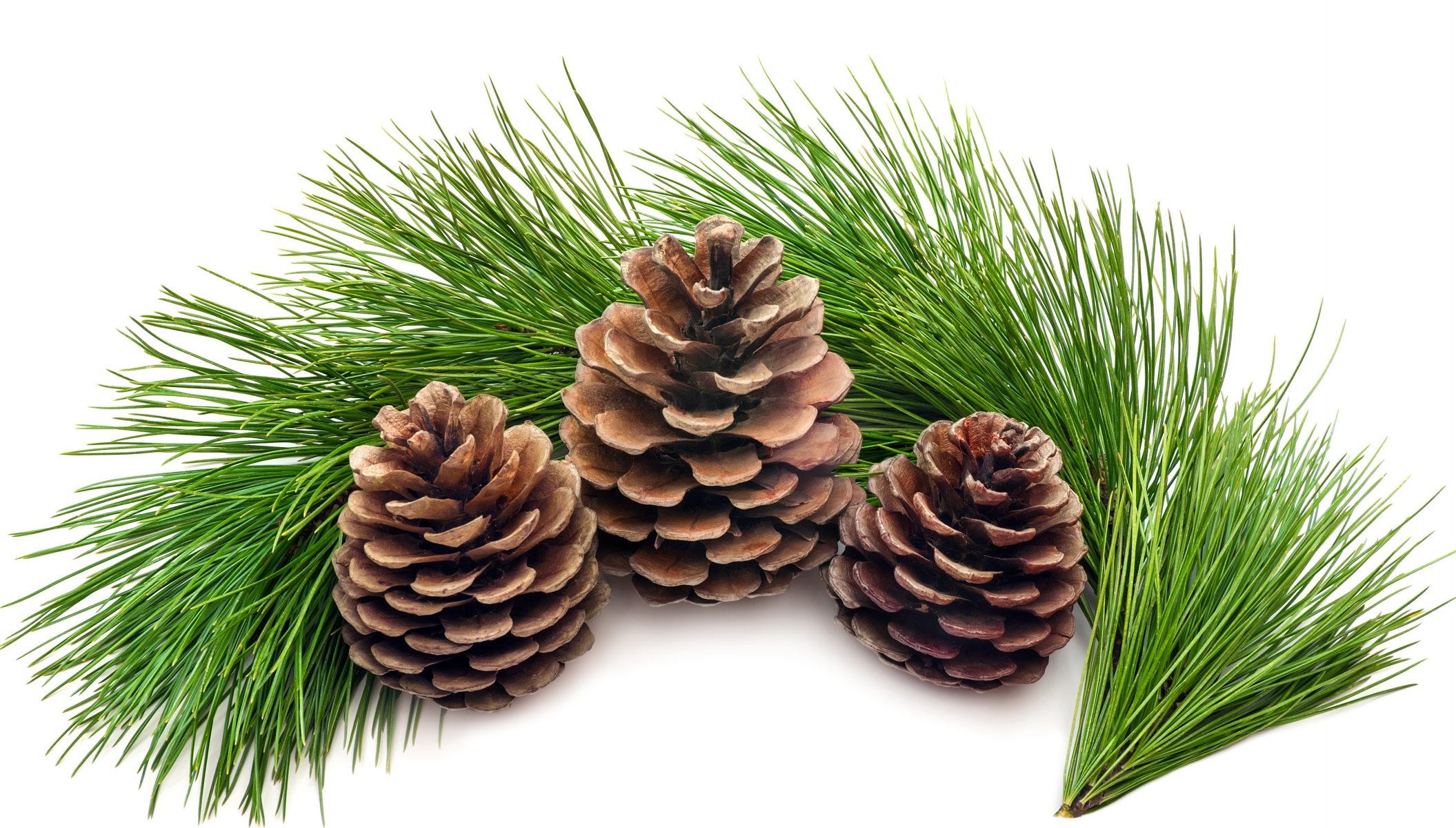 cone christmas tree spruce branch needles green white background