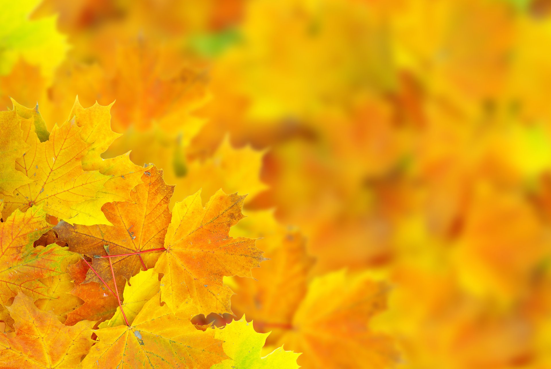 hojas macro bokeh otoño