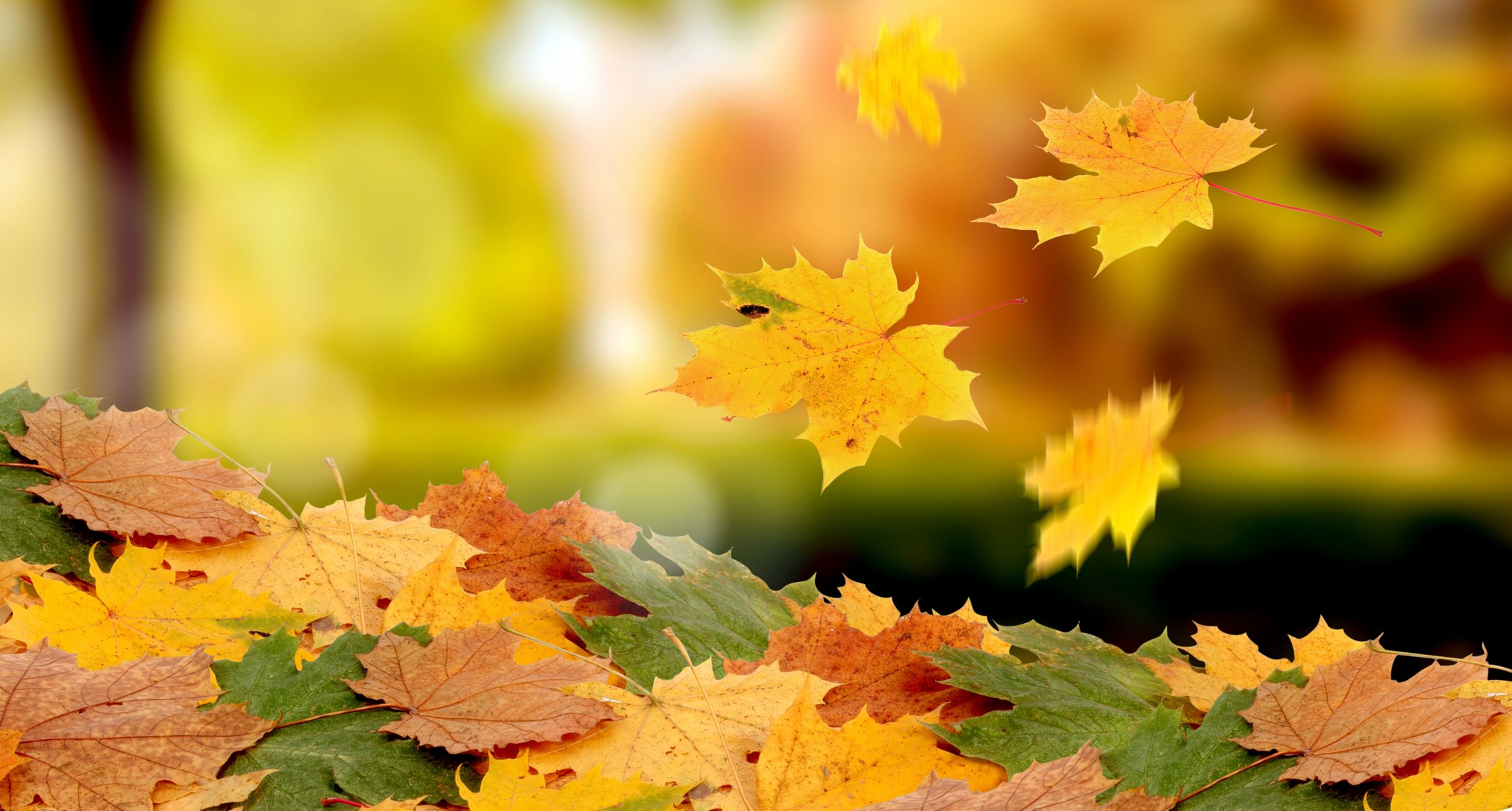 autumn foliage pile fall