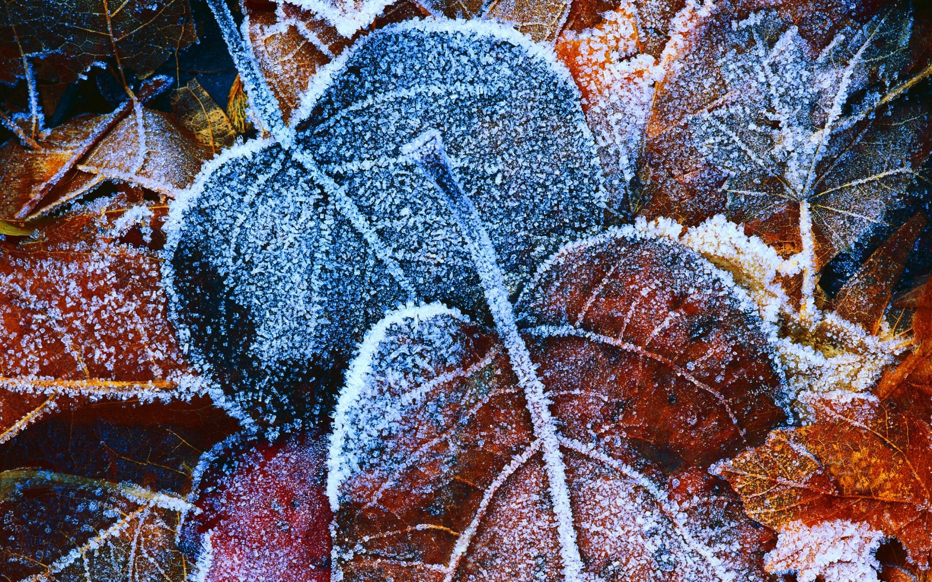 background leaves autumn foliage frost piece