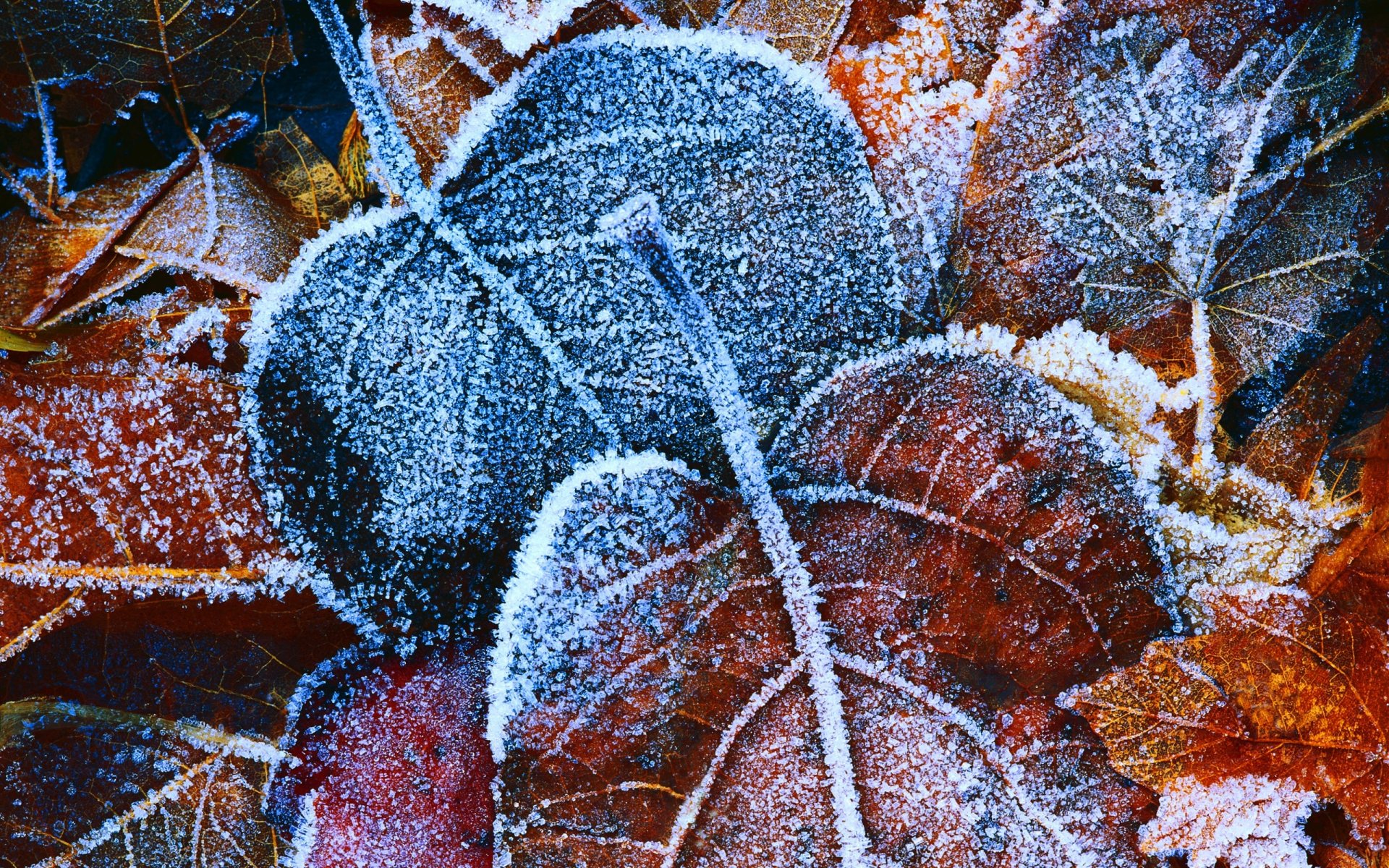 fondo hojas otoño follaje escarcha hoja