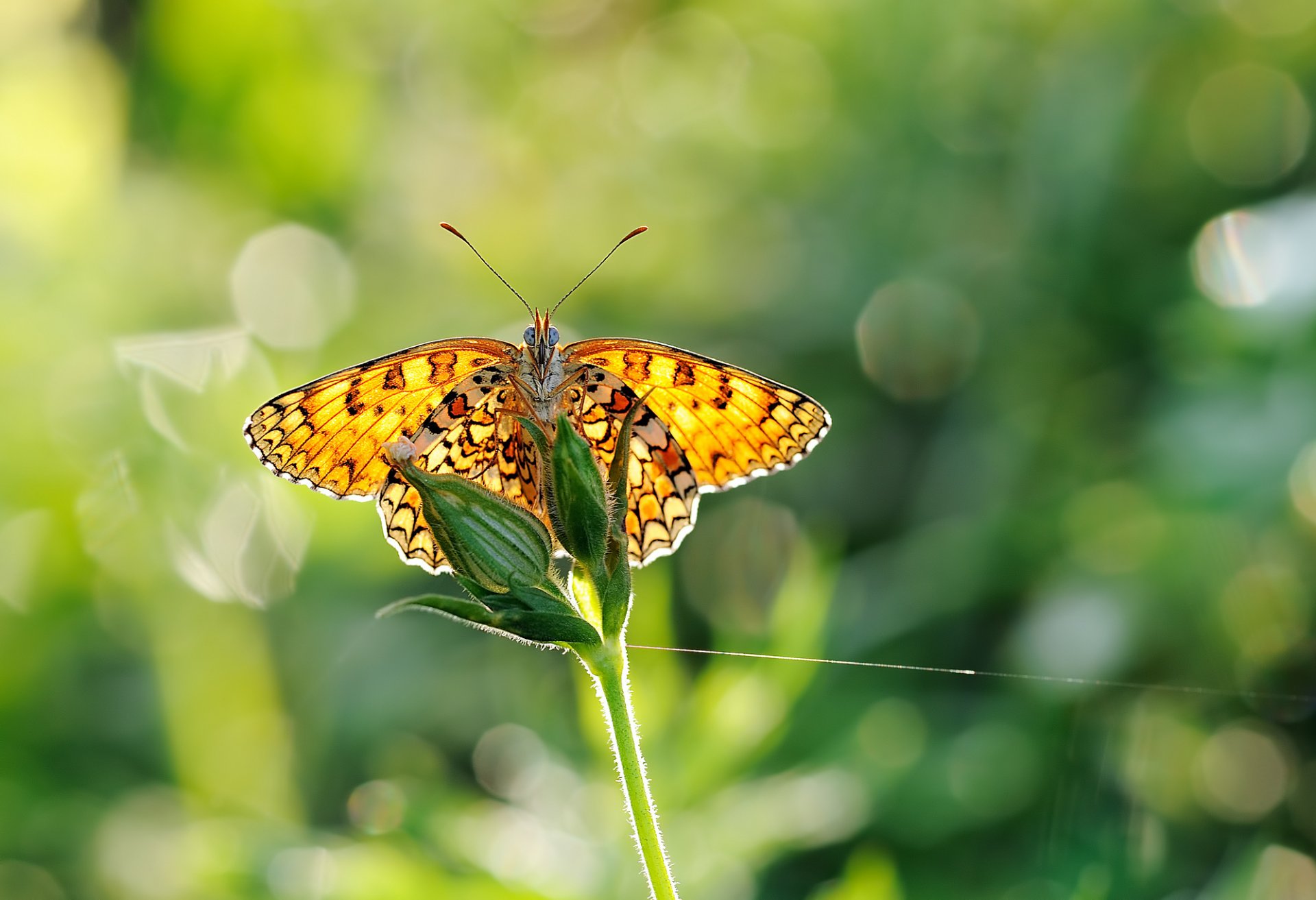 papillon ailes verdure éblouissement flou gros plan