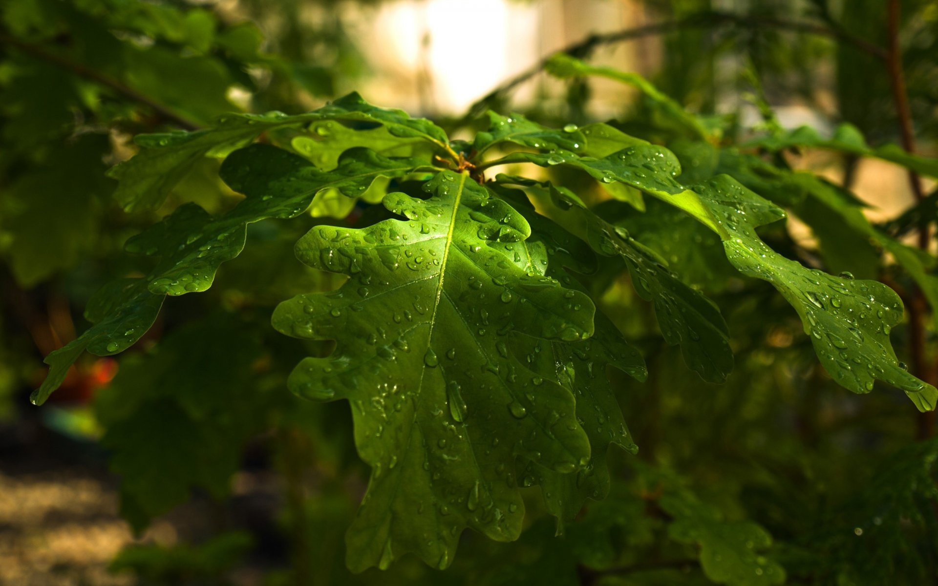 zweig baum eiche blätter wald natur tropfen tag kann strongh