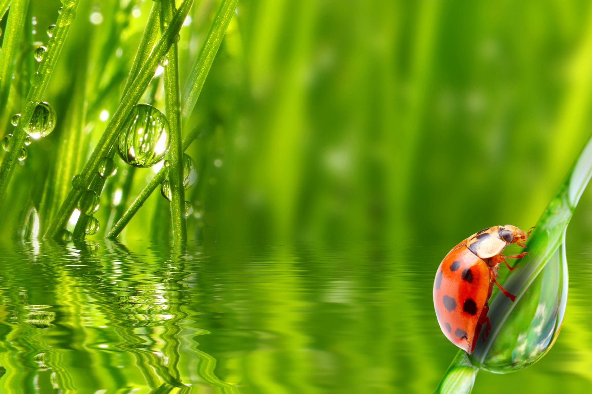 coccinella insetto erba acqua rugiada mattina gocce