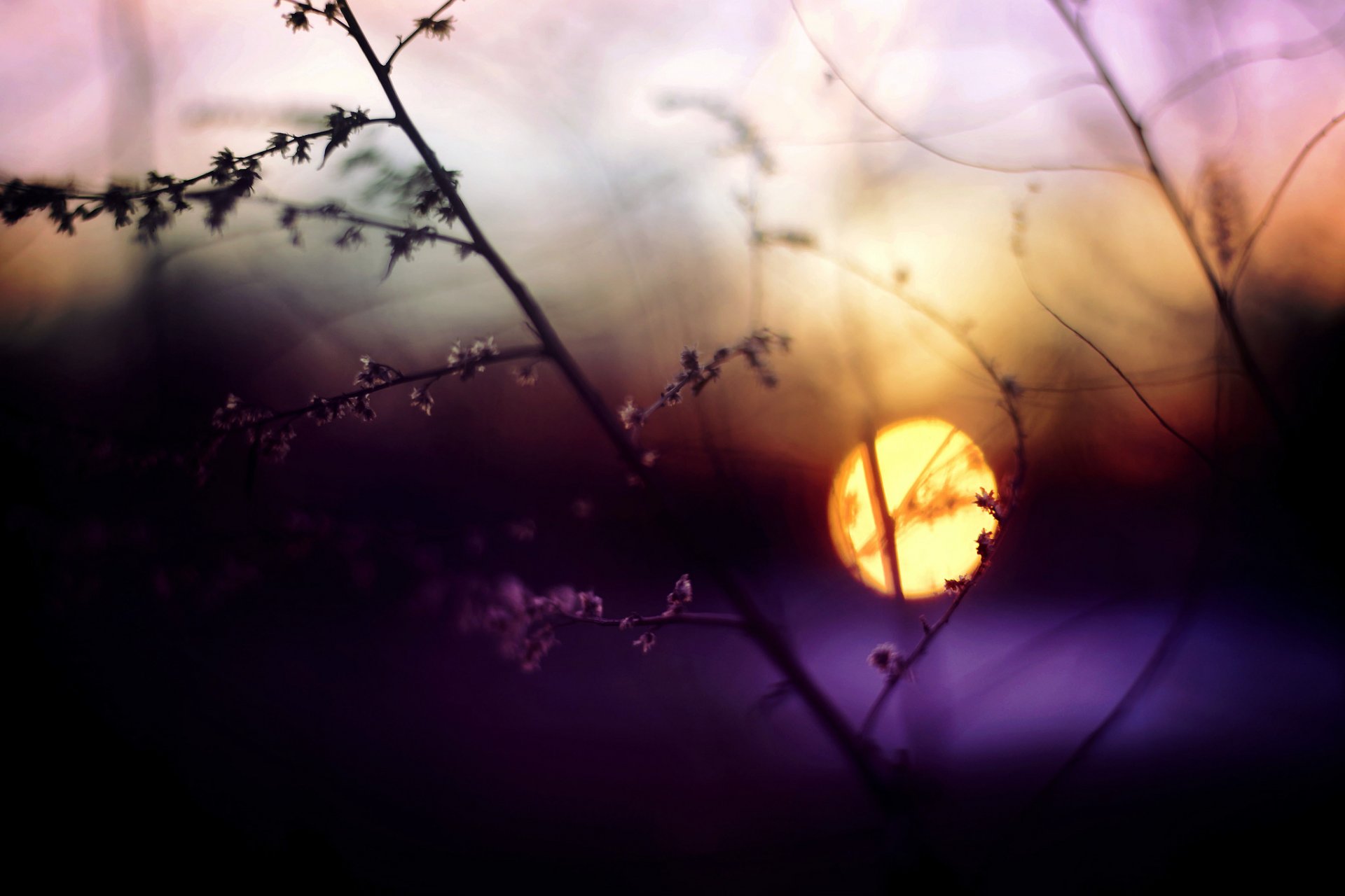 abend zweig gras sonnenuntergang sonne blendung makro unschärfe