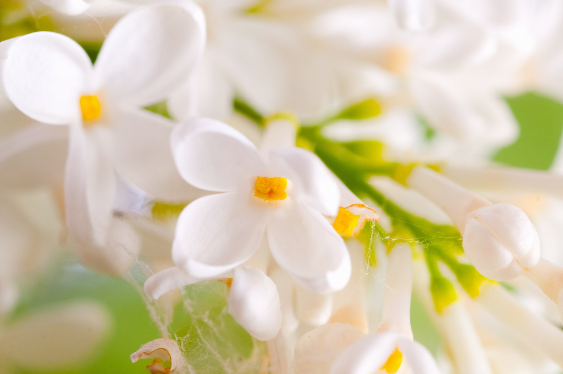 lilac white flower petals branch web spring