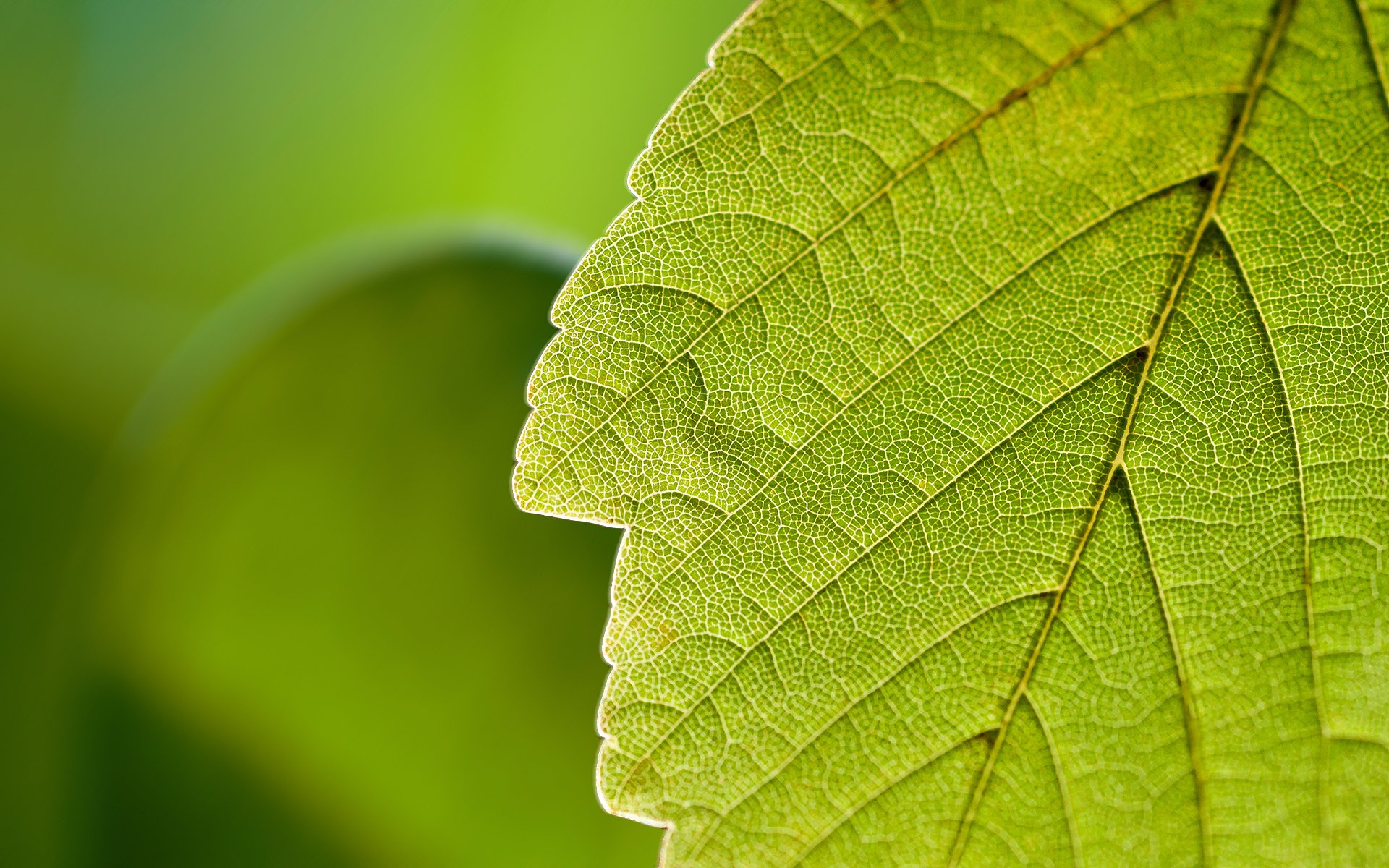 foglia macro verde natura