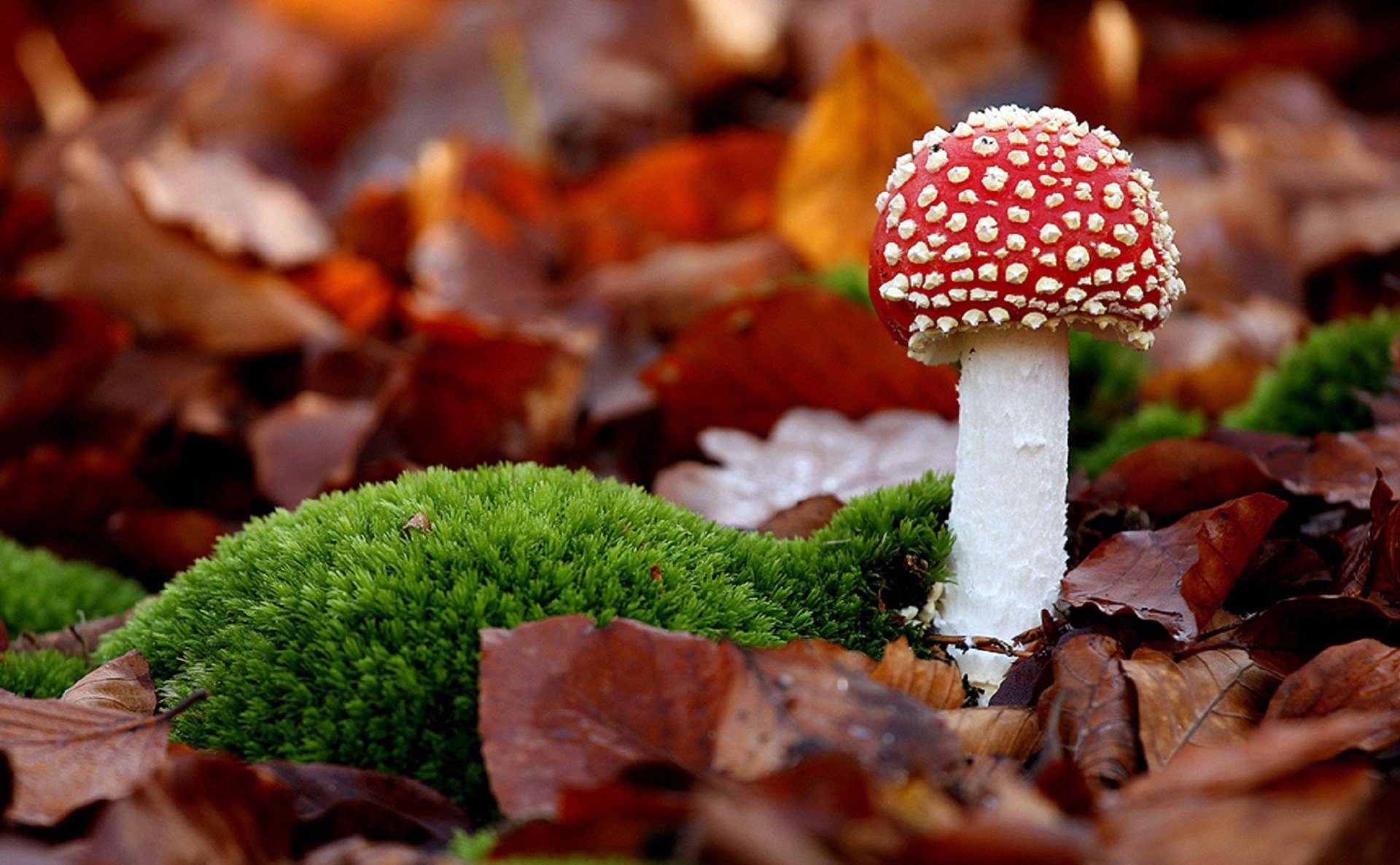 forest prirodagrib red hat moss leaves foliage autumn