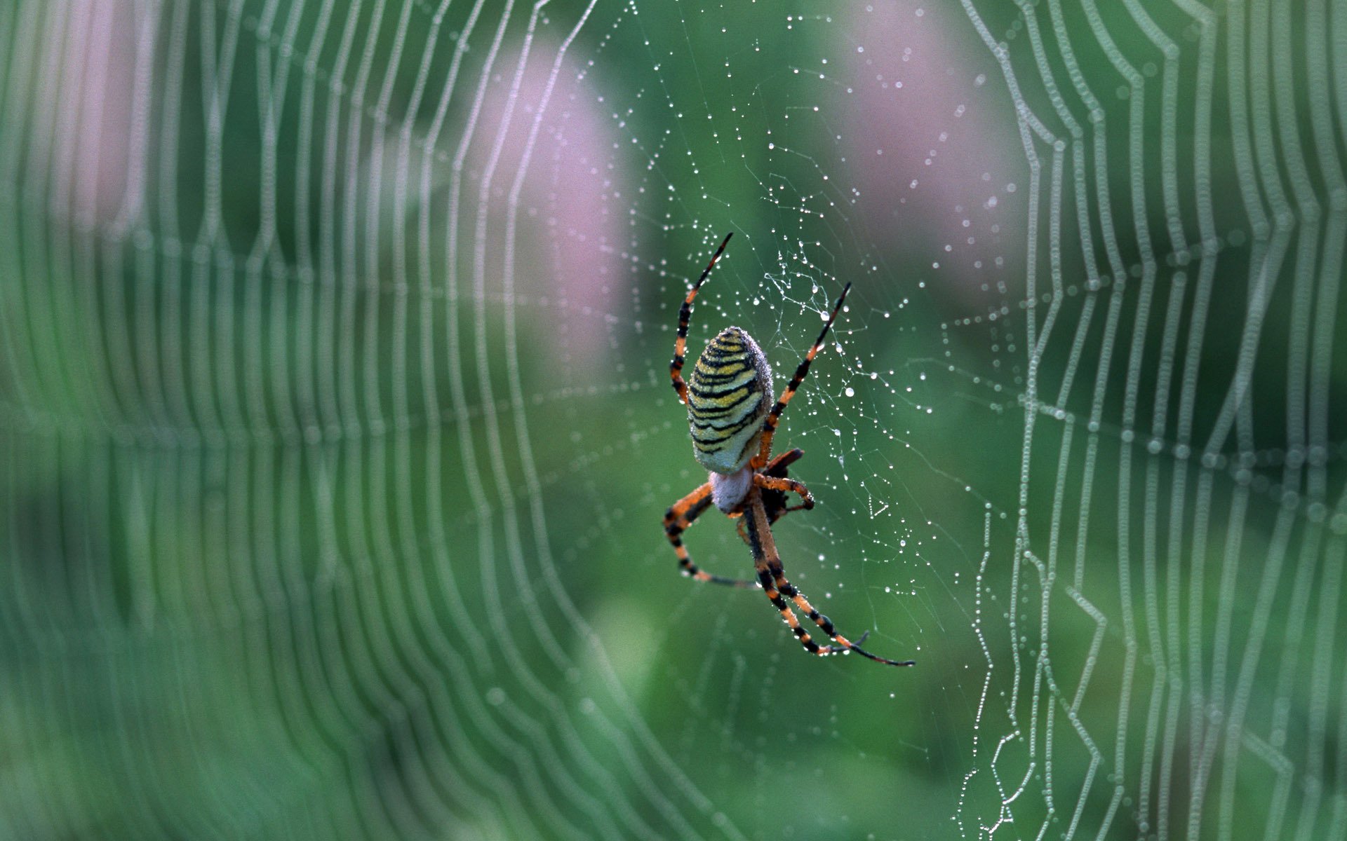 araña telaraña macro naturaleza