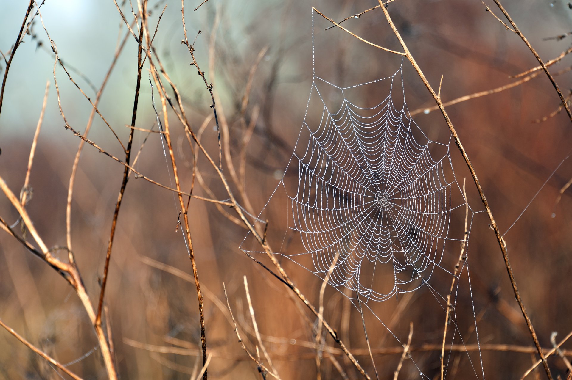 plants branches web after the rain water drops macro nature dew covered spider prairie nikon d700