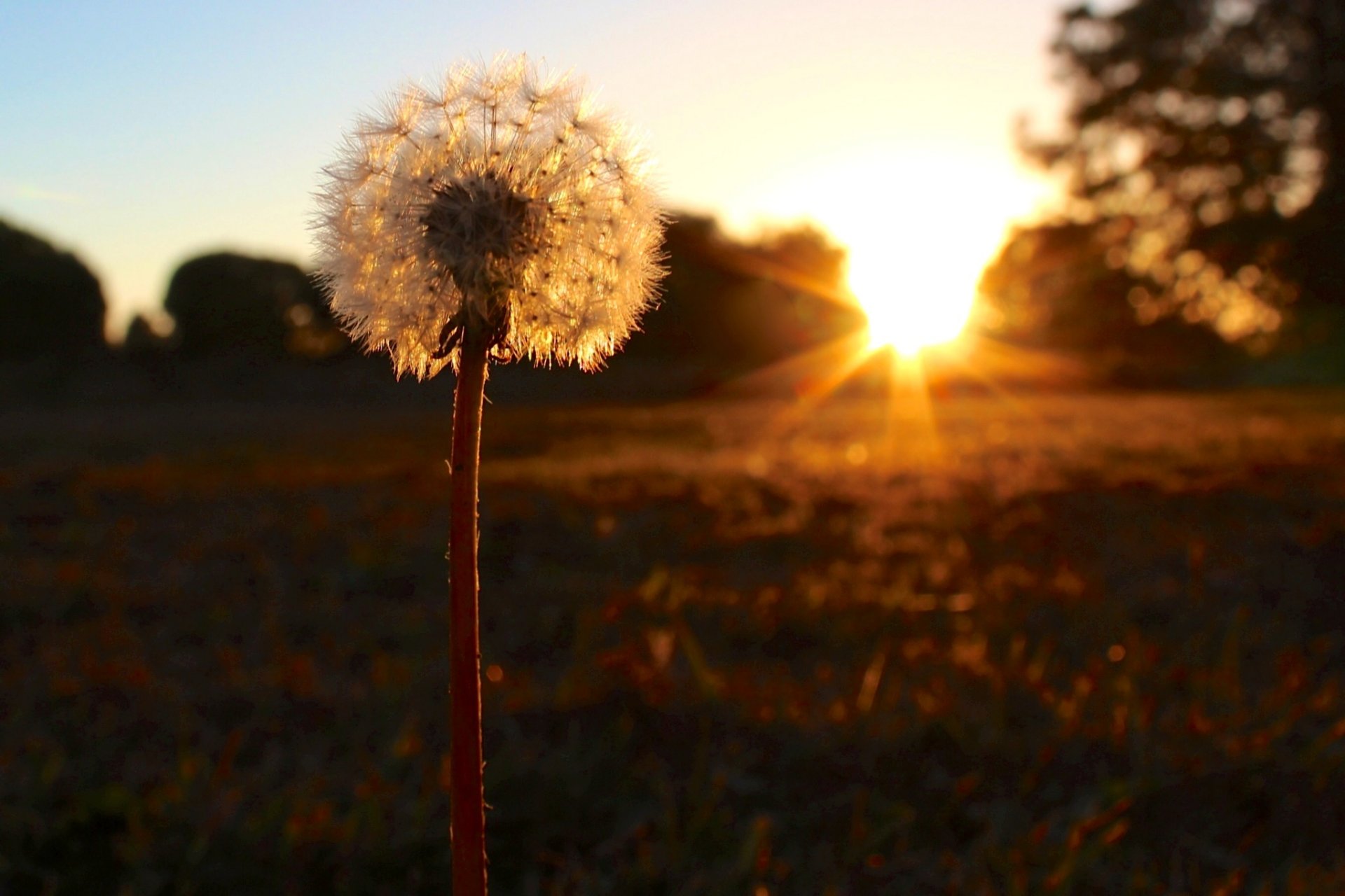 pissenlit coucher de soleil nature moelleux