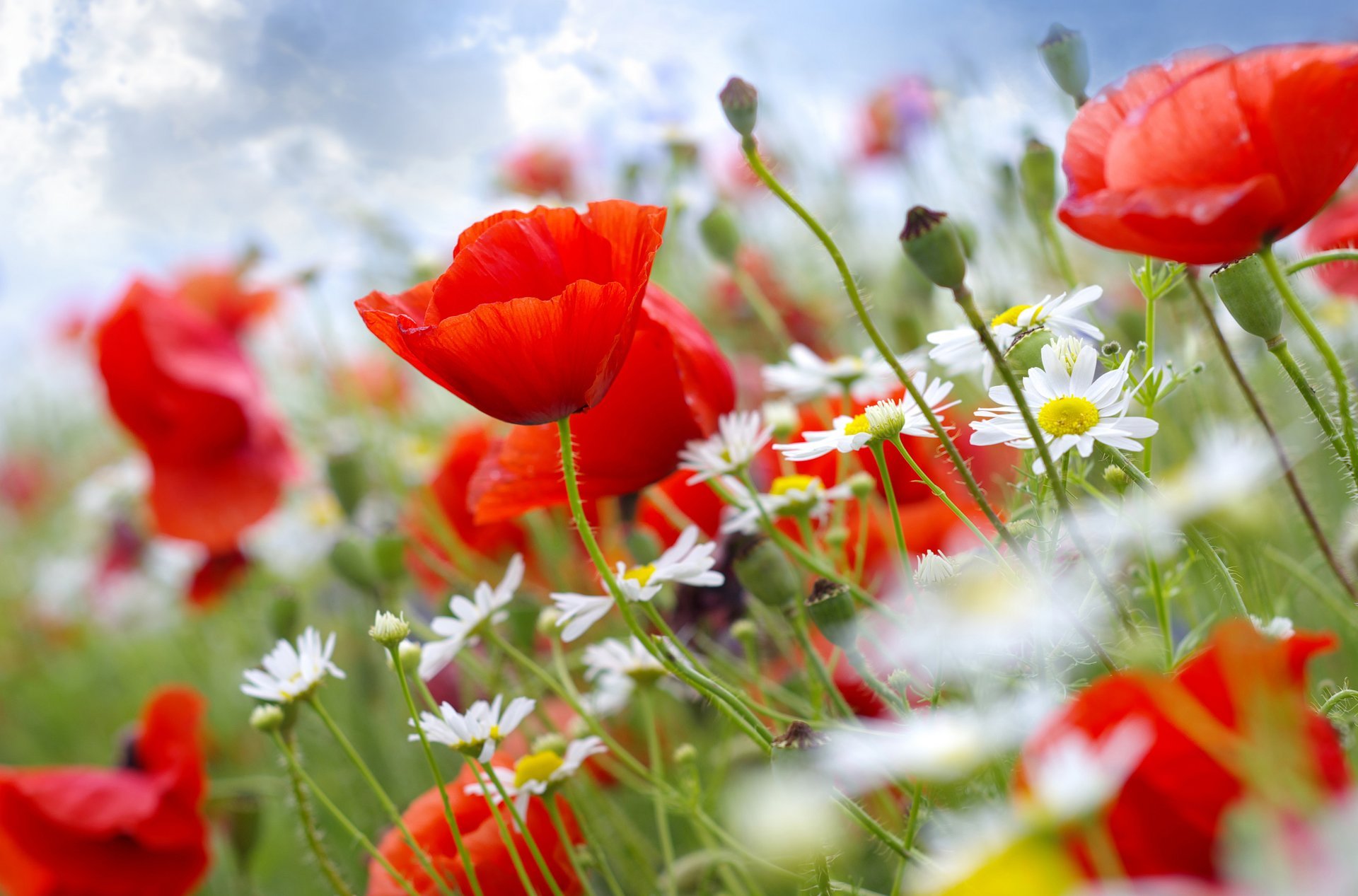 fiori steli papaveri margherite cielo