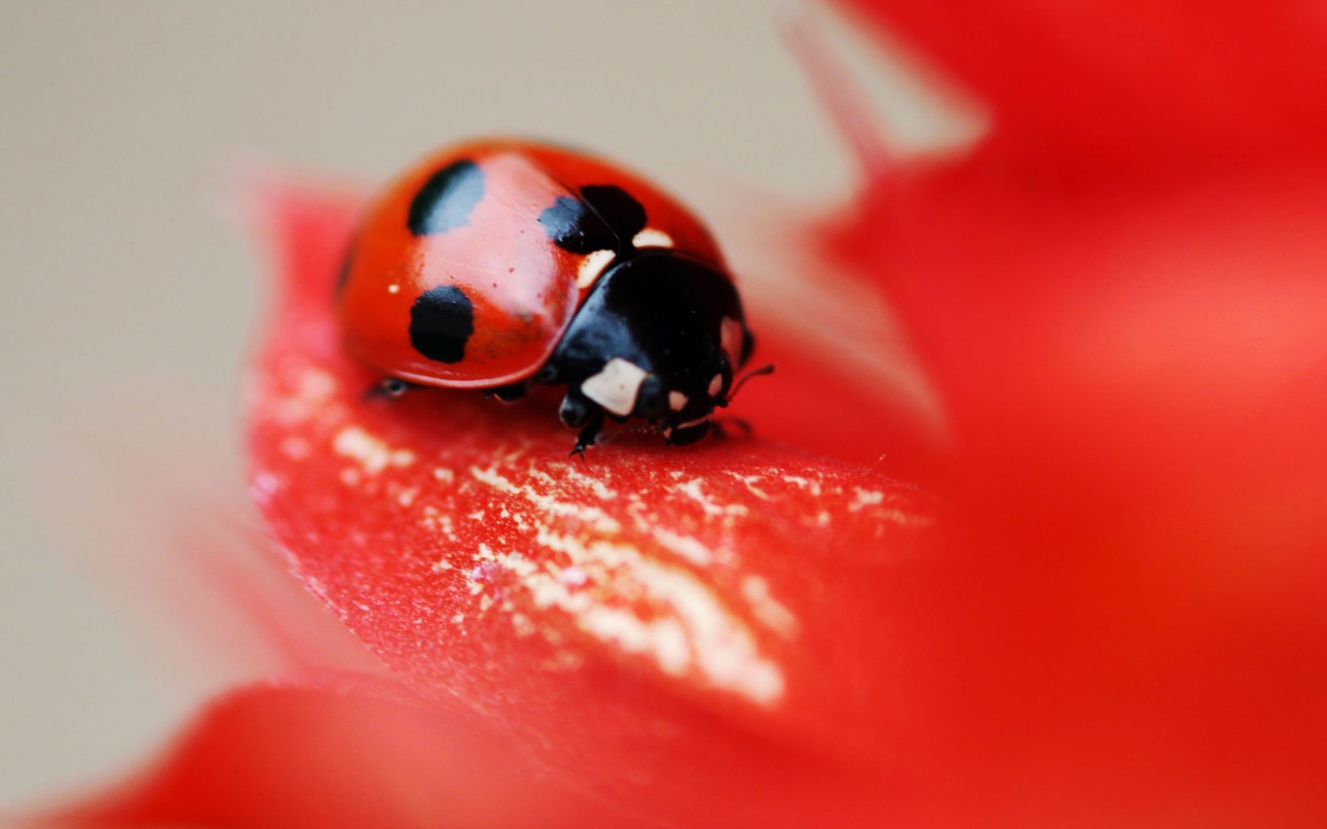 coccinelle insecte points coléoptère fleur rouge pétales