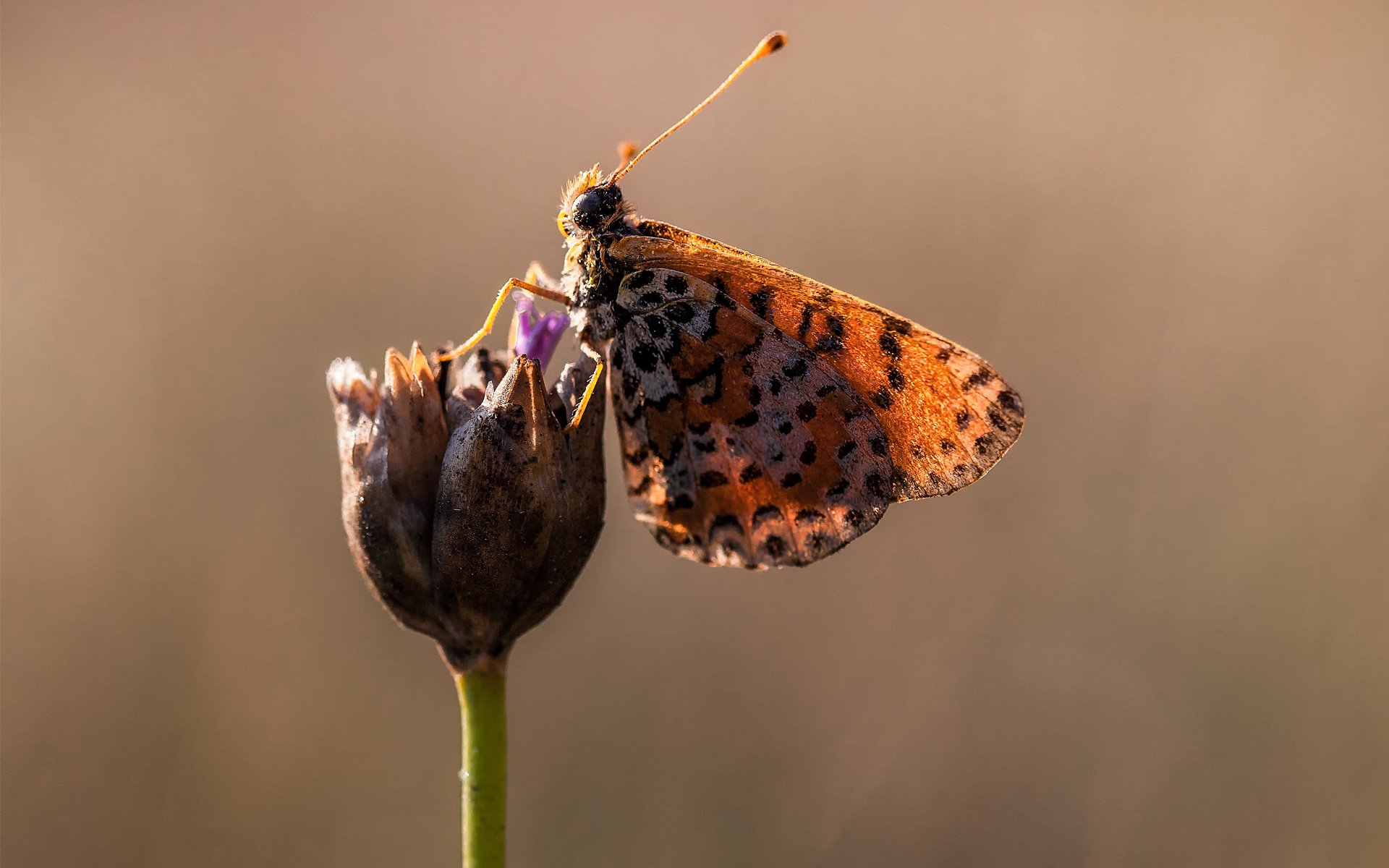 close up butterfly flower wings spots solar