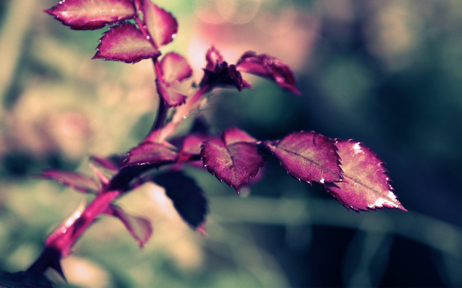 leaves rose xpand rose close up branch