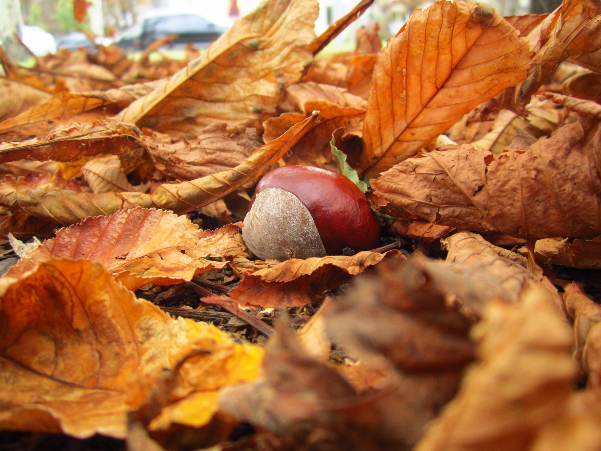 kastanie natur blätter herbst gelb gefallene makro