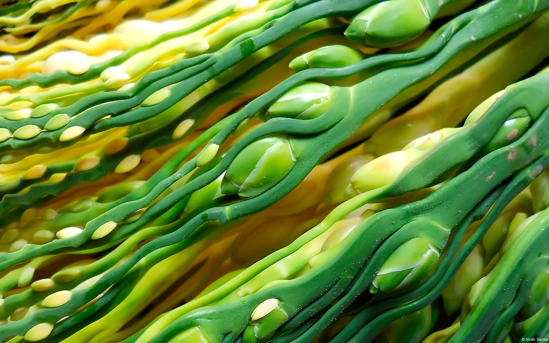 areca palm stems close up