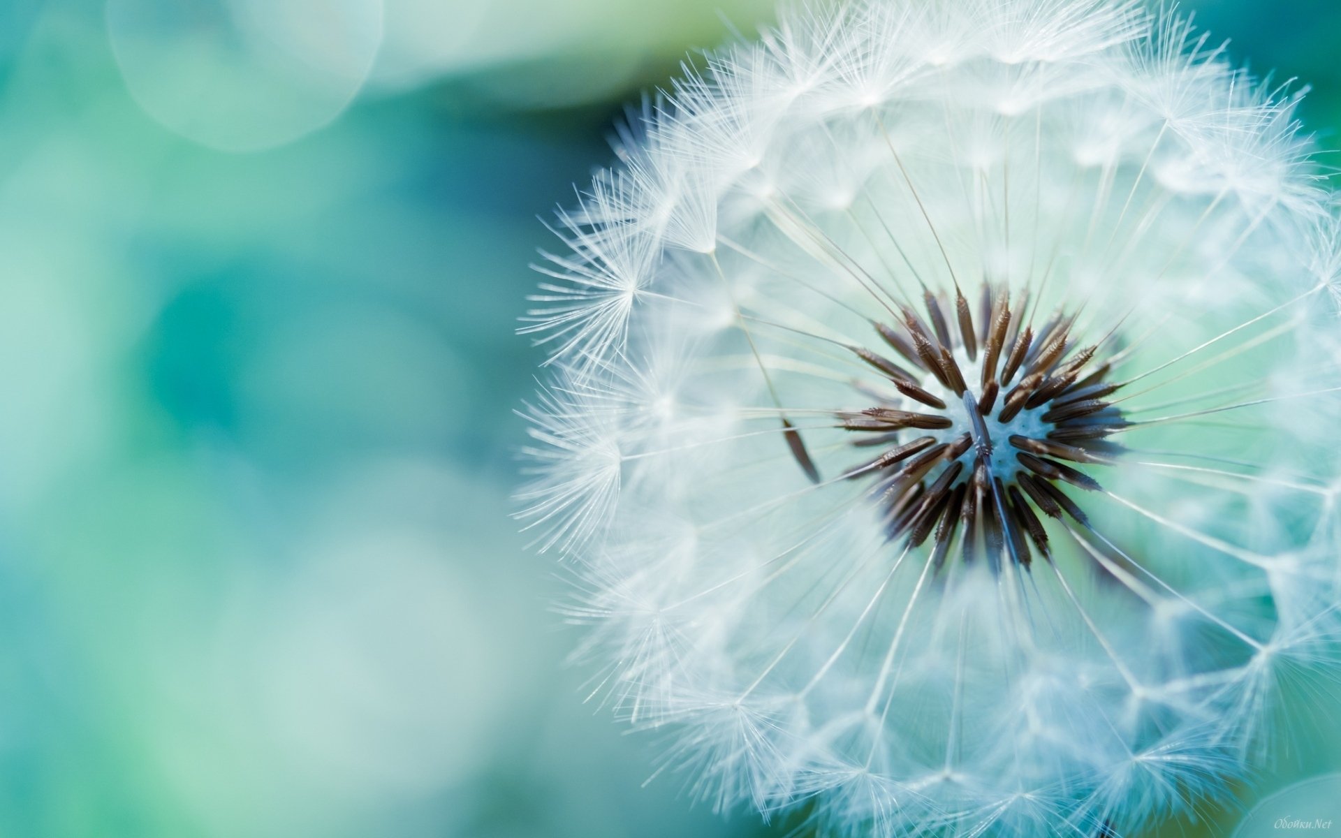 close up dandelion flower