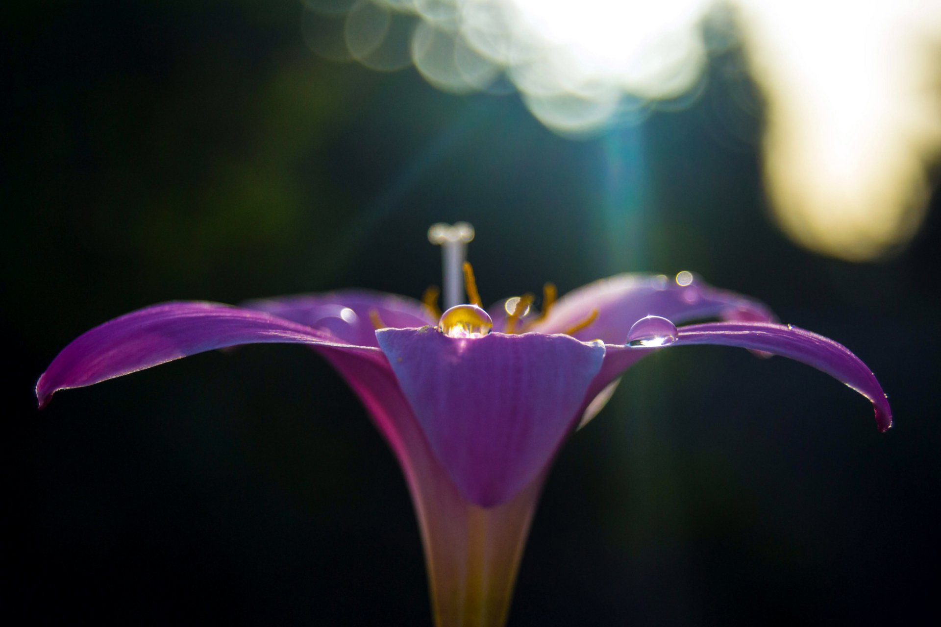 flower lilac purple petals droplets highlights macro