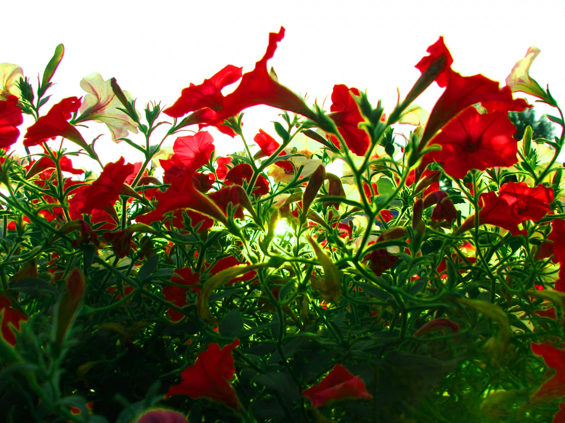 macro flores flores rojas flores escarlata amor cielo follaje verde naturaleza luz del sol rayos del sol macro follaje verde