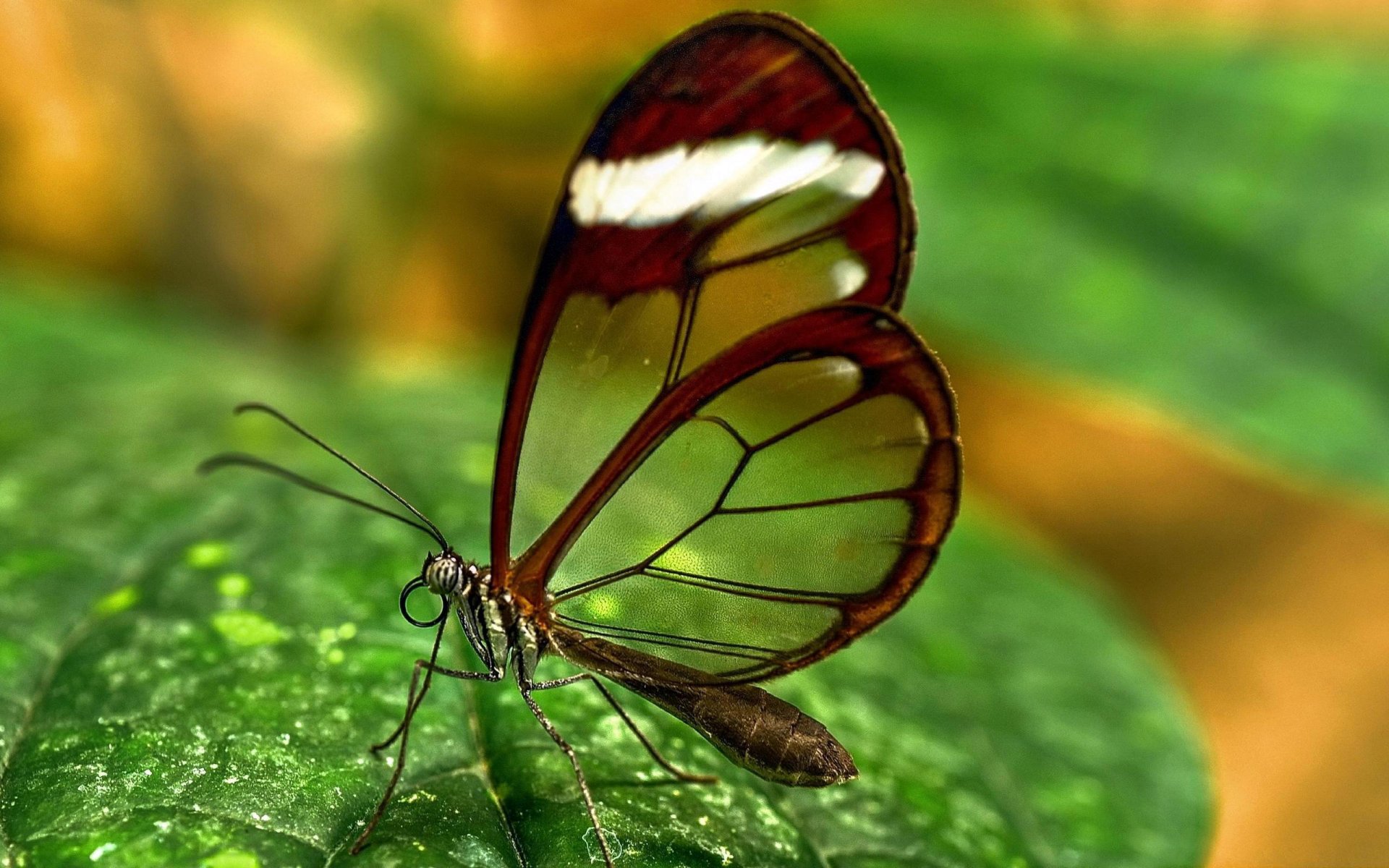 verde mariposa transparente alas insecto