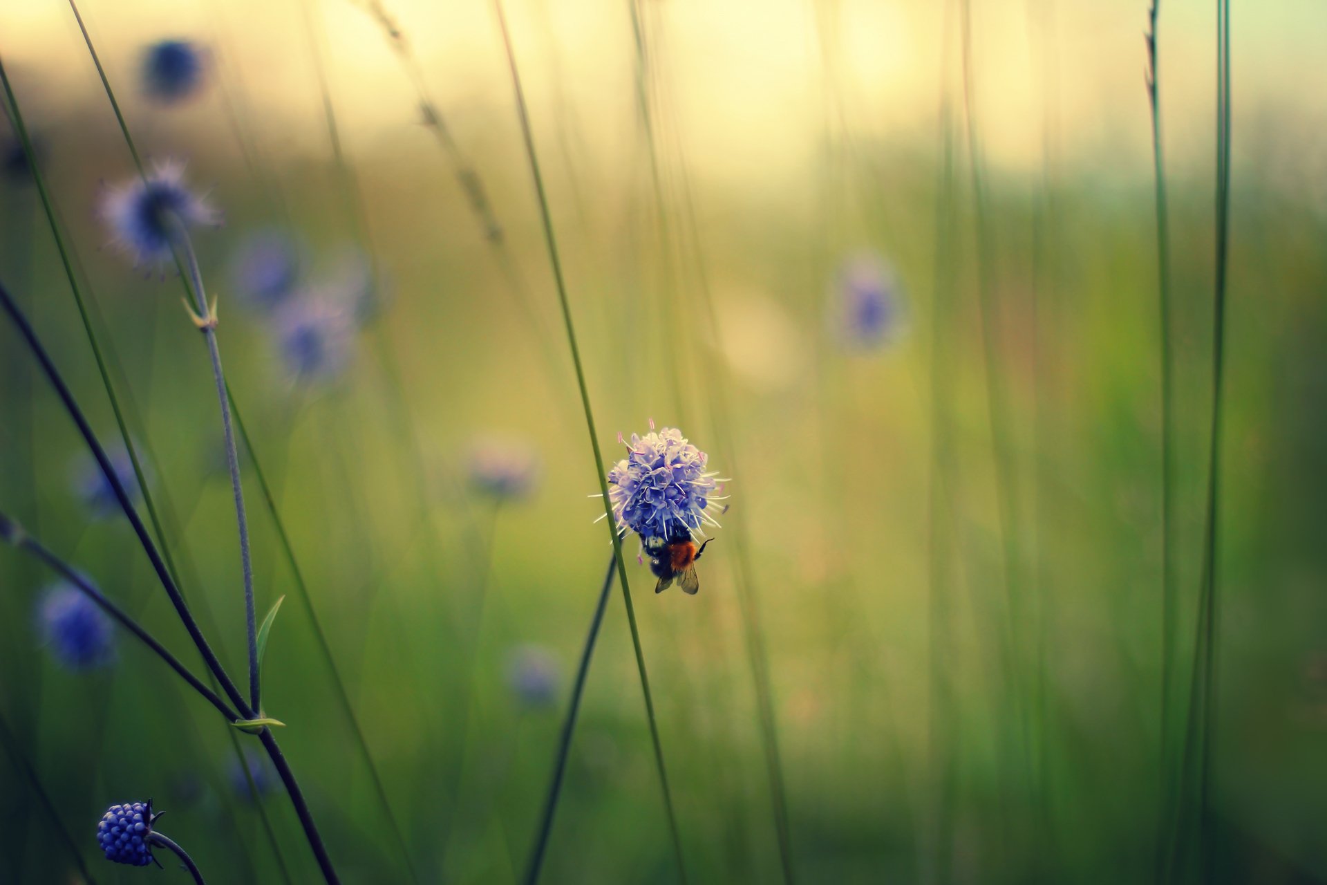 macro fiori campo ape lilla steli