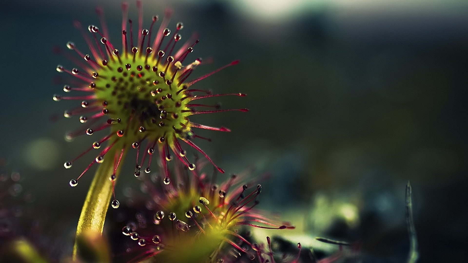 insectivorous plant predator drops the liquid substance