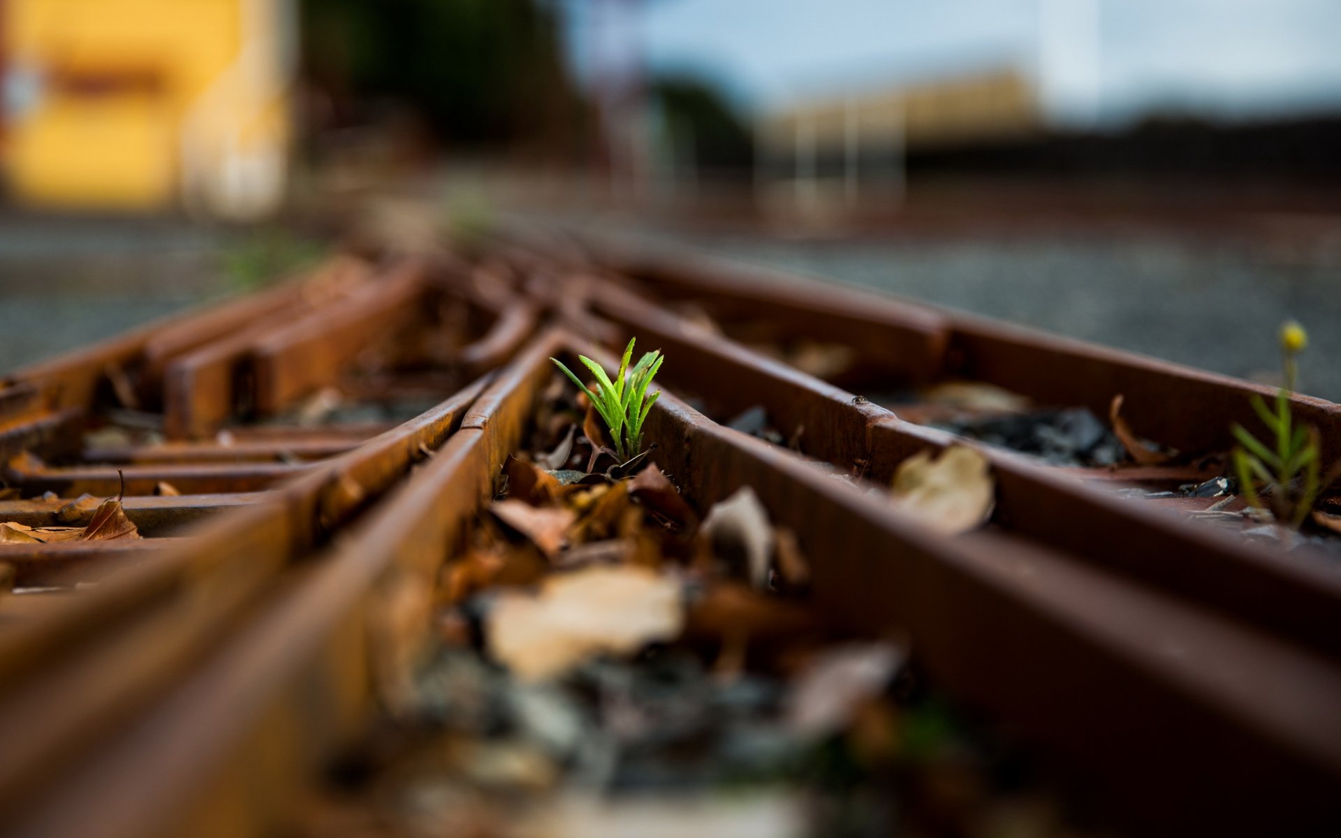 chemin de fer herbe gros plan