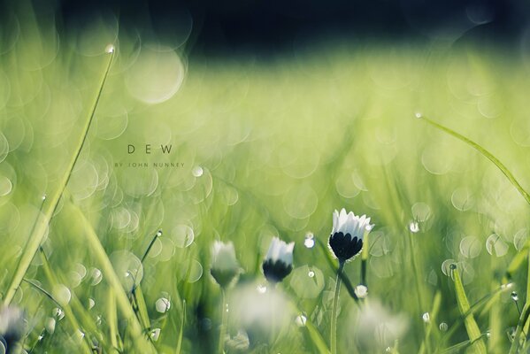 Kamillenblüten im Morgentau