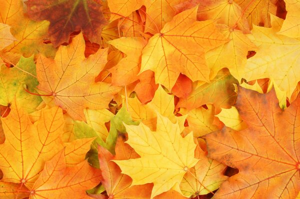 Helle Farben des Herbstes auf verwelkten Blättern