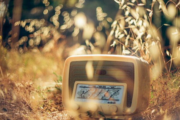 Radio im Herbstgras