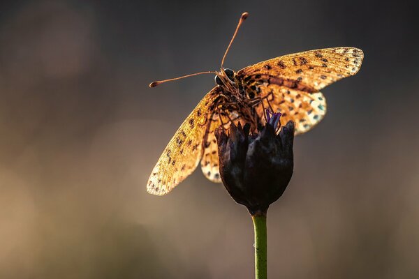 Papillon assis sur un bourgeon de fleur