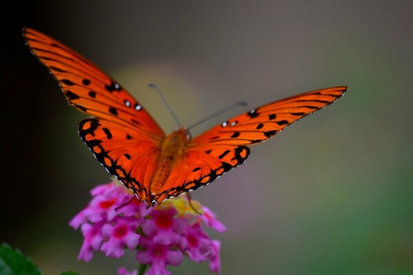 Heller Schmetterling, der auf einer schönen Blume sitzt