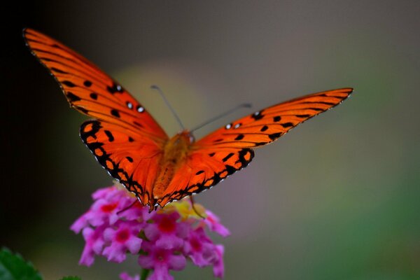 Farfalla luminosa seduta su un bellissimo fiore