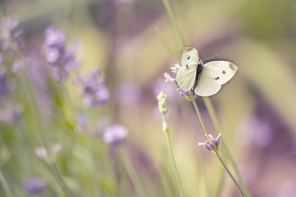 White butterfly in the foreground