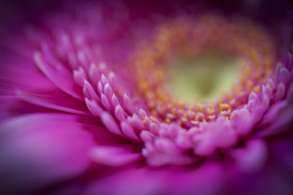 Fotografia macro di fiori rosa